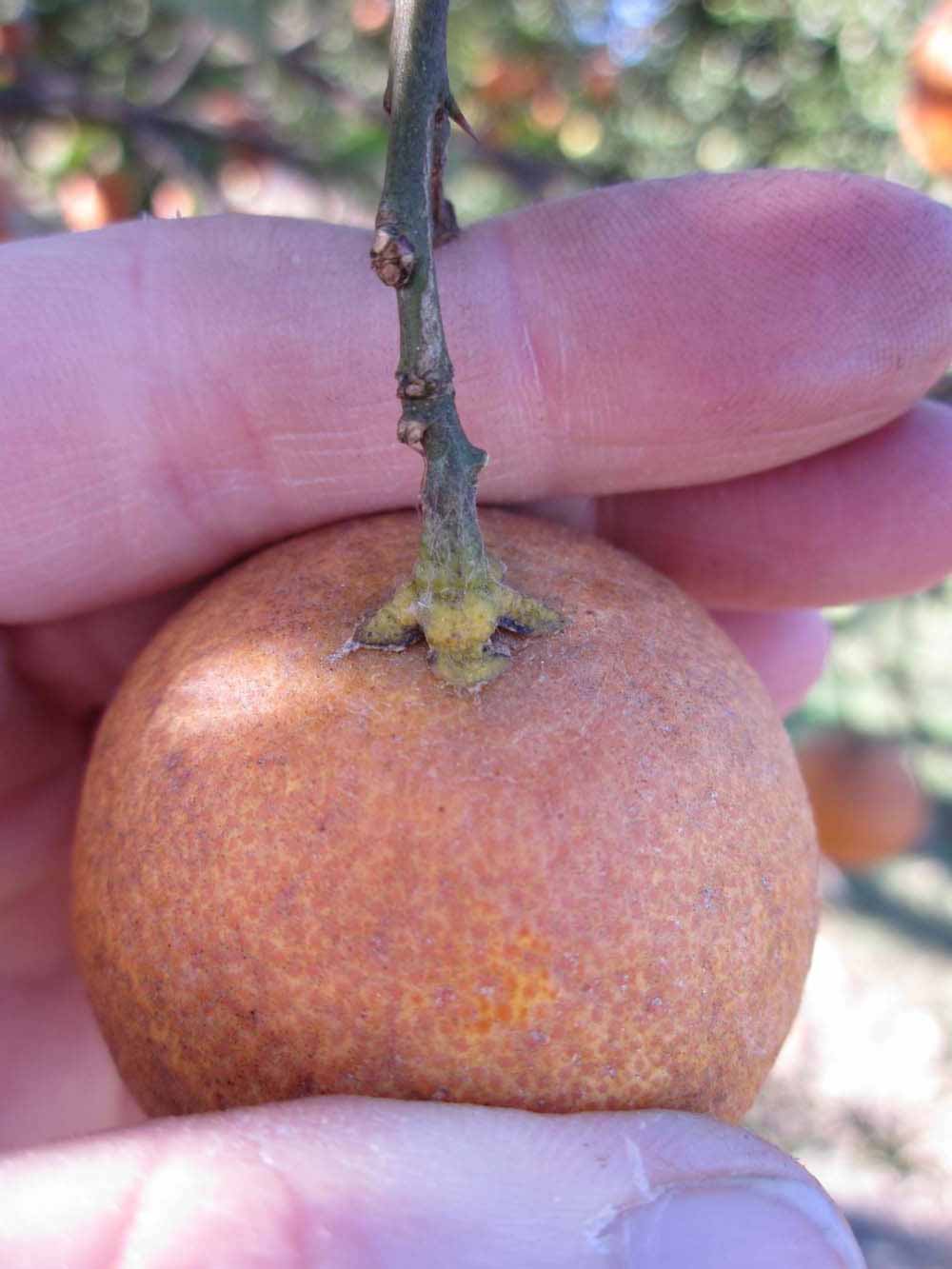            Fruit (Winter Haven, FL)   